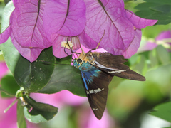Astraptes fulgerator azul