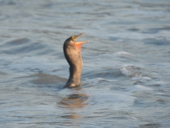 Nannopterum brasilianum