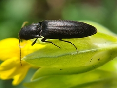 Ectinus aterrimus