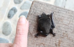 Pipistrellus stenopterus