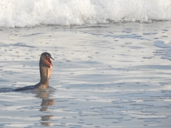 Nannopterum brasilianum