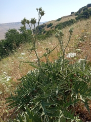 Cynara syriaca