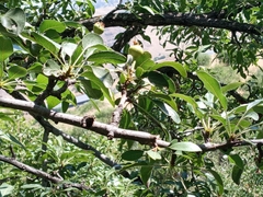 Pyrus syriaca