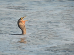 Nannopterum brasilianum