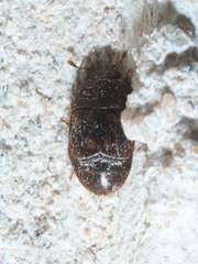 Colopterus maculatus