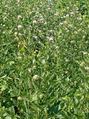 Bituminaria bituminosa