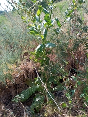 Verbascum galilaeum