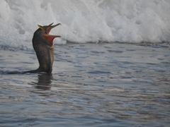 Nannopterum brasilianum