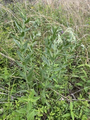 Lithospermum molle