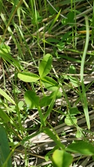 Trifolium wormskioldii