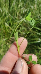 Trifolium wormskioldii