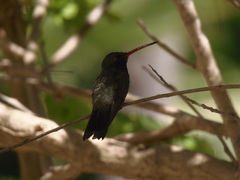 Cynanthus latirostris