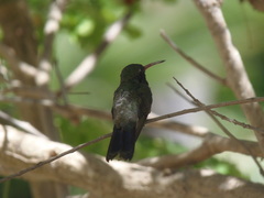 Cynanthus latirostris