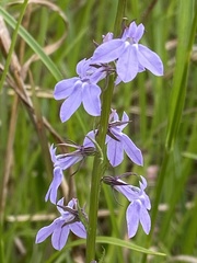 Lobelia gattingeri