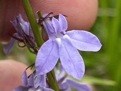 Lobelia gattingeri