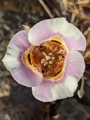 Calochortus argillosus