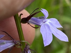 Lobelia gattingeri