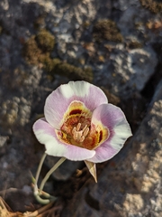 Calochortus argillosus