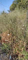 Cephalaria joppensis