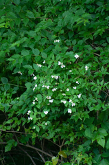 Philadelphus inodorus