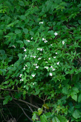 Philadelphus inodorus