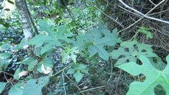 Brachychiton discolor