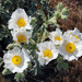 Flatbud Prickly Poppy - Photo (c) Ron Sipherd, some rights reserved (CC BY-NC-ND)