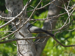 Tyrannus melancholicus