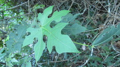 Brachychiton discolor