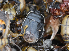 Adomerus biguttatus