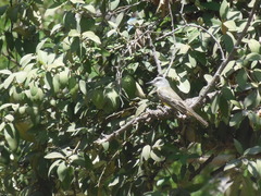 Tyrannus melancholicus