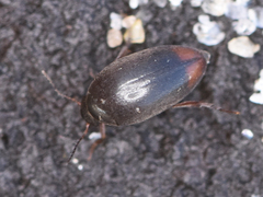 Eucinetus haemorrhoidalis