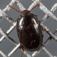 Alphitobius diaperinus