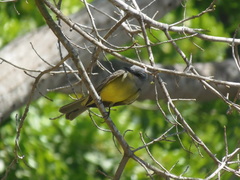 Tyrannus melancholicus