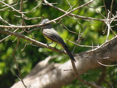 Tyrannus melancholicus