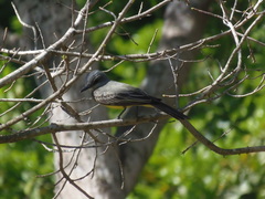 Tyrannus melancholicus