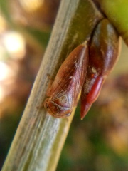Rhytidodus decimusquartus