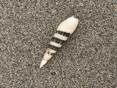Terebridae