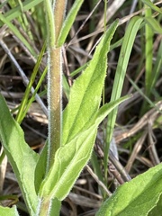 Penstemon tenuiflorus