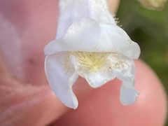Penstemon tenuiflorus