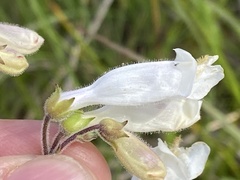 Penstemon tenuiflorus