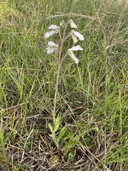 Penstemon tenuiflorus