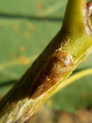 Rhytidodus decimusquartus