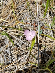 Calochortus uniflorus