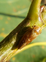 Rhytidodus decimusquartus