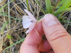 Calochortus uniflorus
