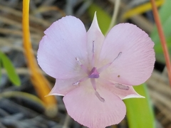 Calochortus uniflorus