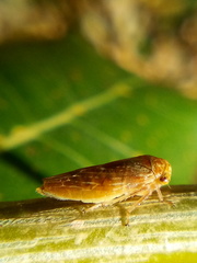 Rhytidodus decimusquartus