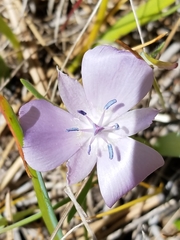 Calochortus uniflorus