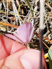 Calochortus uniflorus